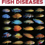 New Publication: Identifying Genetic Markers for CMS Resistance in Atlantic Salmon